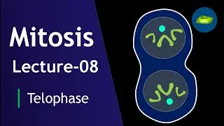 Mitosis Lecture-08 | Telophase | Mitosis | Cell Division | Cell Biology | Basic Science Series