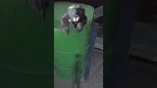 Don't Interrupt a Honey Badger in a Bin