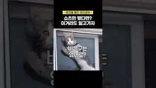 고양이가 말아주는 #영어단어