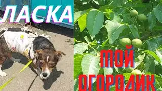 8 июня 2022 г.ЛАСКА.МОЙ ОГОРОДИК.