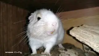 Как дегу умудряется свистеть и болтать одновременно, как?)))