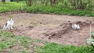 Комочки земли на даче тоже хорошие "мячики" для кошек :))