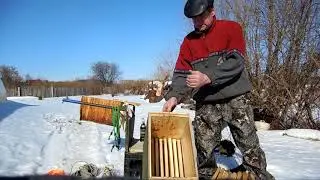 Ловушка для ловли диких роев