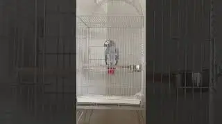 BİZ YOKKEN PAŞA EĞLENİYOR🦜🦜❤️❤️😂😂 #shotrs #youtube #jakopapağan #animals #youtubeshorts #jako