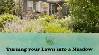 Turning your Lawn into a Meadow | Let's Grow Stuff