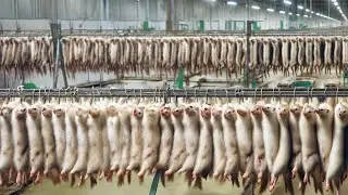 How to Process Luxurious Mink Yarn To Most Expensive Clothes | Mink Farm & Mink Fur Harvesting