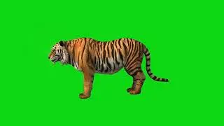Tiger Walking Green Screen Video/ tiger green screen video 4K . Free download. 