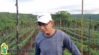 Tomato Project l First Pruning - 