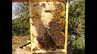 Пробиотики и не только