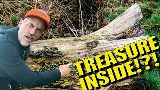 From Rotten Wood to Fine Furniture