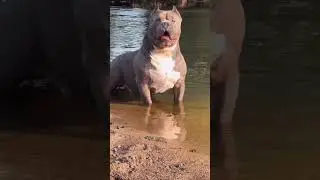 Top 4 Best Guard Dog Breed 👹 #shorts #dog #dogs