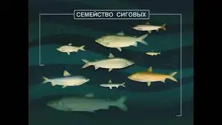 Почему считается, что рыбы из рода Сиги — Coregonus в северных реках заменили рыб из сем. Карповые ?