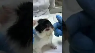 Массаж для свинки #морскиесвинки #piggy #like #юлияветеринар