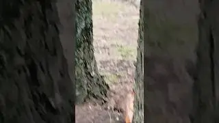 Белка, но не в колесе!