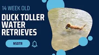 14 Week Nova Scotia Duck Tolling Retriever - Working on water retrieves