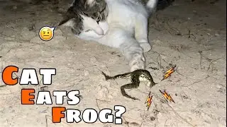 Do Cats eat Frog?