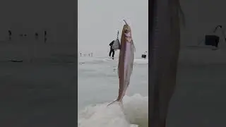 Клёвые поклёвки! Подпишись! #smelt #fishing #fish #корюшка