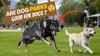 Are Dog Parks Good For Dogs?  Find the real facts