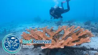 Reef Renewal Curacao - Part 2