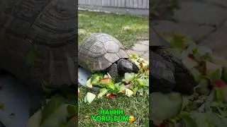 Yine Arnold ile bir yemek buluşması🐢🥗😋 #kaplumbağa #shorts #short