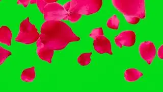 rose flower || green screen || free to use || download link in distribution box👇