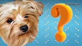 Сколько живут собаки | В домашних условиях | В среднем.