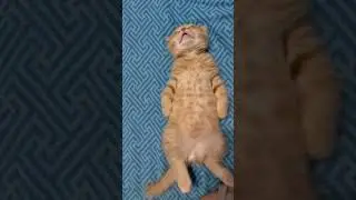 Мишка спит. Мурлычет
