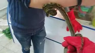 #укуссетчатогопитона