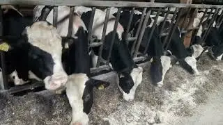 бука парвари  дар Германия.