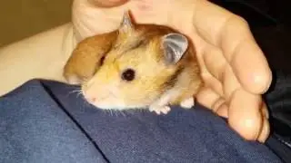 Stinky peeping a lot and digging in my elbow