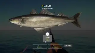 Русская Рыбалка 4/Сайда Трофейная/Russian Fishing 4