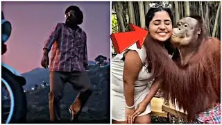 pushpa V/S gorilla dance video😀
