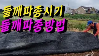 들깨파종시기,들깨모종심는시기,들깨파종방법  ✔ 들깨씨 파종 이렇게 했어요