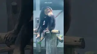 Sun Bears Have the Longest Tongues – You Won’t Believe It 