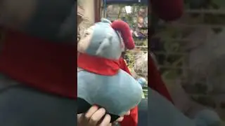 Quaso (AKA Ganyu Cocogoat Plushie) Gets A New Carrier