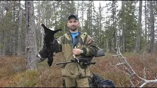 Awesome Hunting with a Small-Bore Rifle. Hunting with a Laika and her first catch. Forest Game Hu...