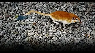 A gerbil walks on the gravel