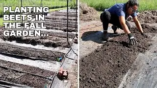 Planting Beets in the Fall Garden!