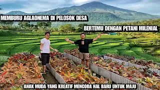 INDAH NYA AGLAONEMA DI PELOSOK DESA ‼️
