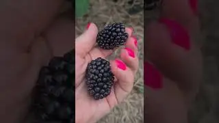 Ежевика Вождь Джозеф