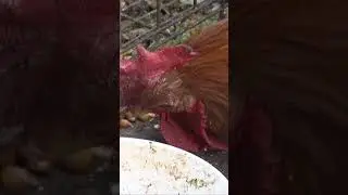 На чём держится коррупция в Китае? Shorts шортс #китай #коррупция #связи #отношения