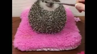 MOM, CATCH ME!!