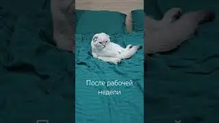 #newchannel #shortsvideo #funnyvideo #1million #100k #catshorts #котики #котматвей