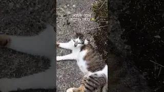 This cat know how to enjoy 🐈‍⬛ #shorts