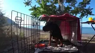 АПАРТАМЕНТЫ НАШИХ СОБАК НА МОРЕ