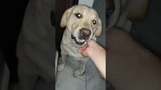 Cute labrador dog shy ko Chhodkar Mumbai Ja Raha Hun 😂 | PART 1 | #sourshy #dog #shorts #minivlog