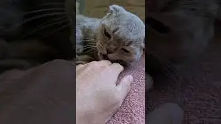 го в кач ?