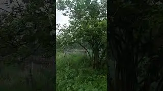 Раде раде раде Говинда.