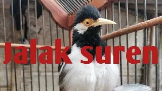 jalak suren(Sturnus contra)