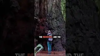 Day Hiking in the Redwoods of Northern California #travel #roadtrip
